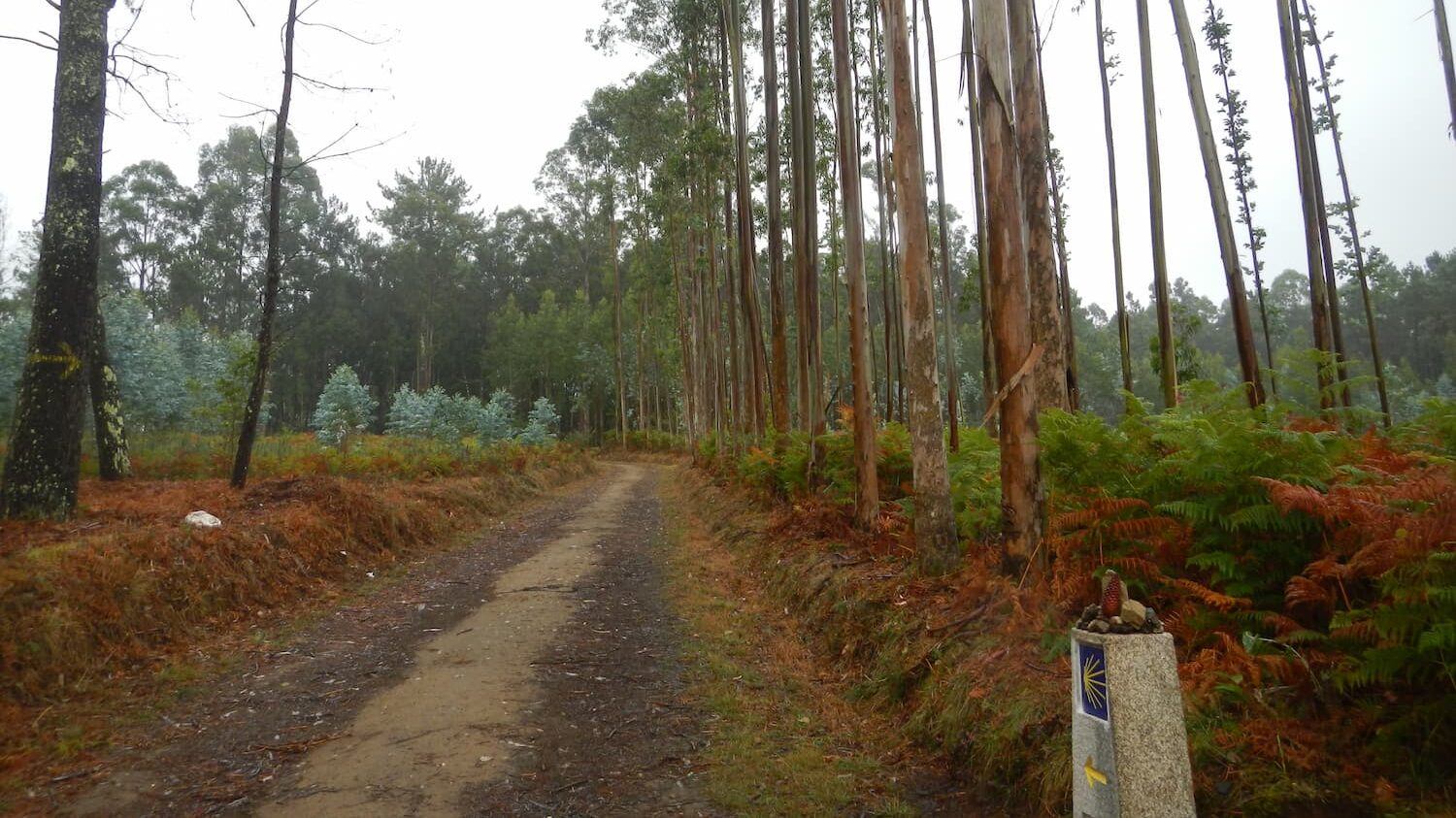 Camino Santiago Inglés