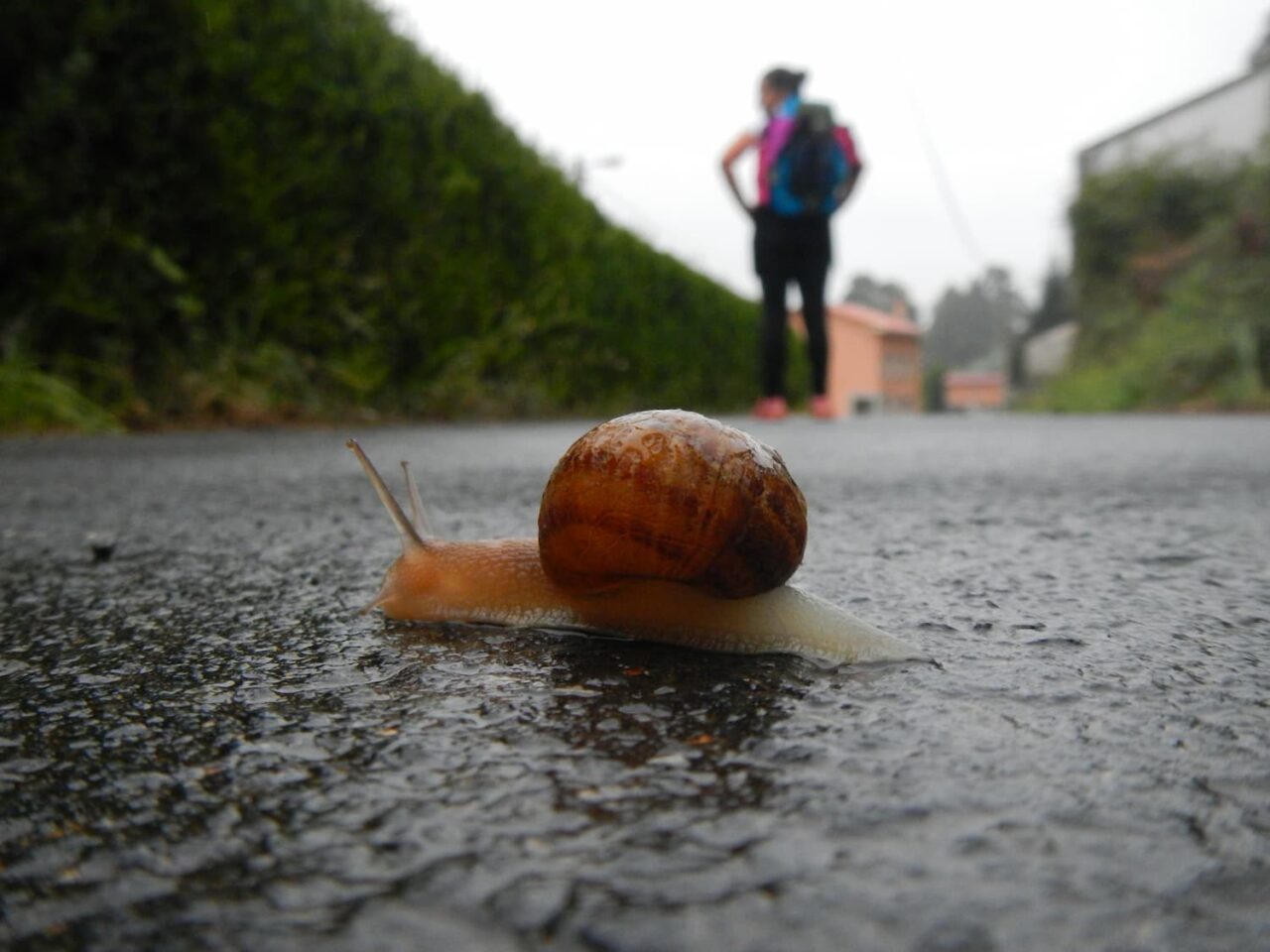 Camino de Santiago