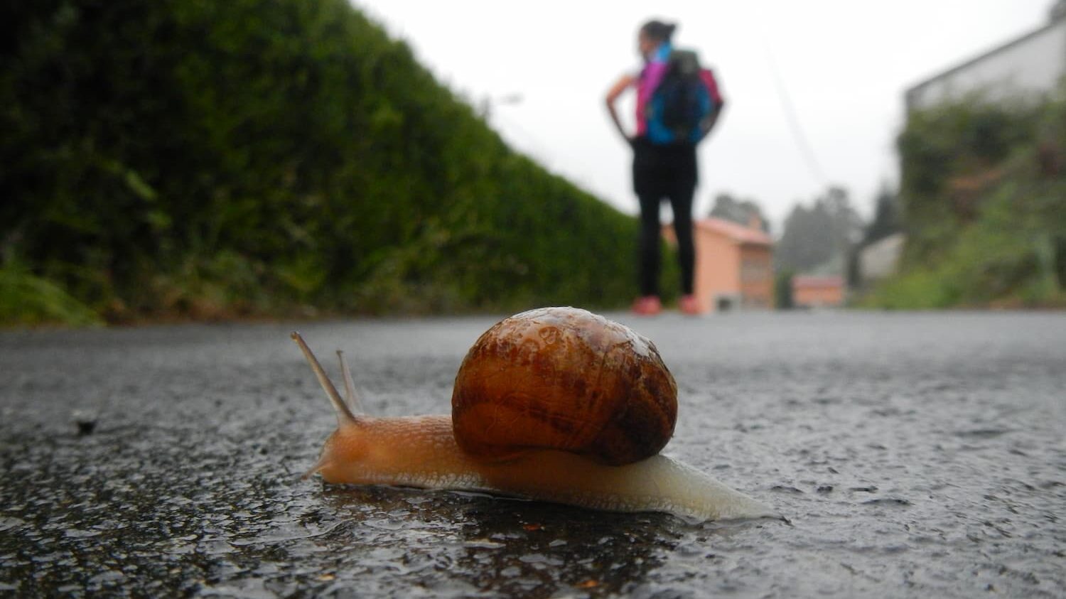 Camino Santiago Espiritual